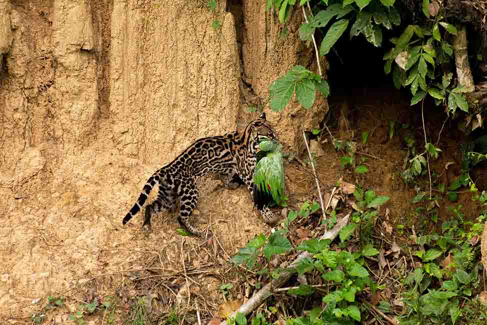 MANU NATIONAL PARK