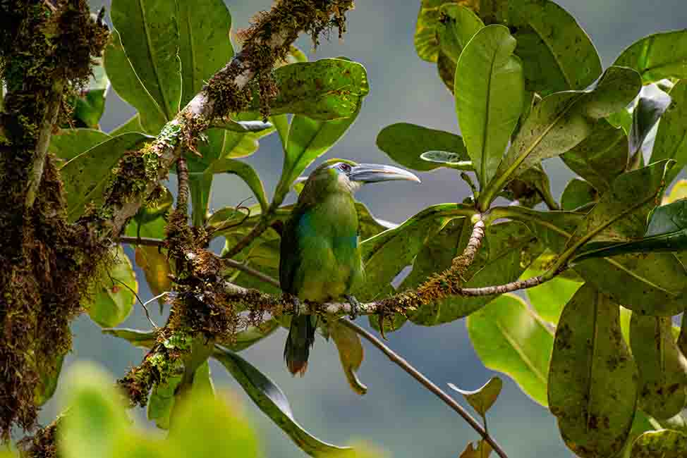 MANU CLOUD FOREST