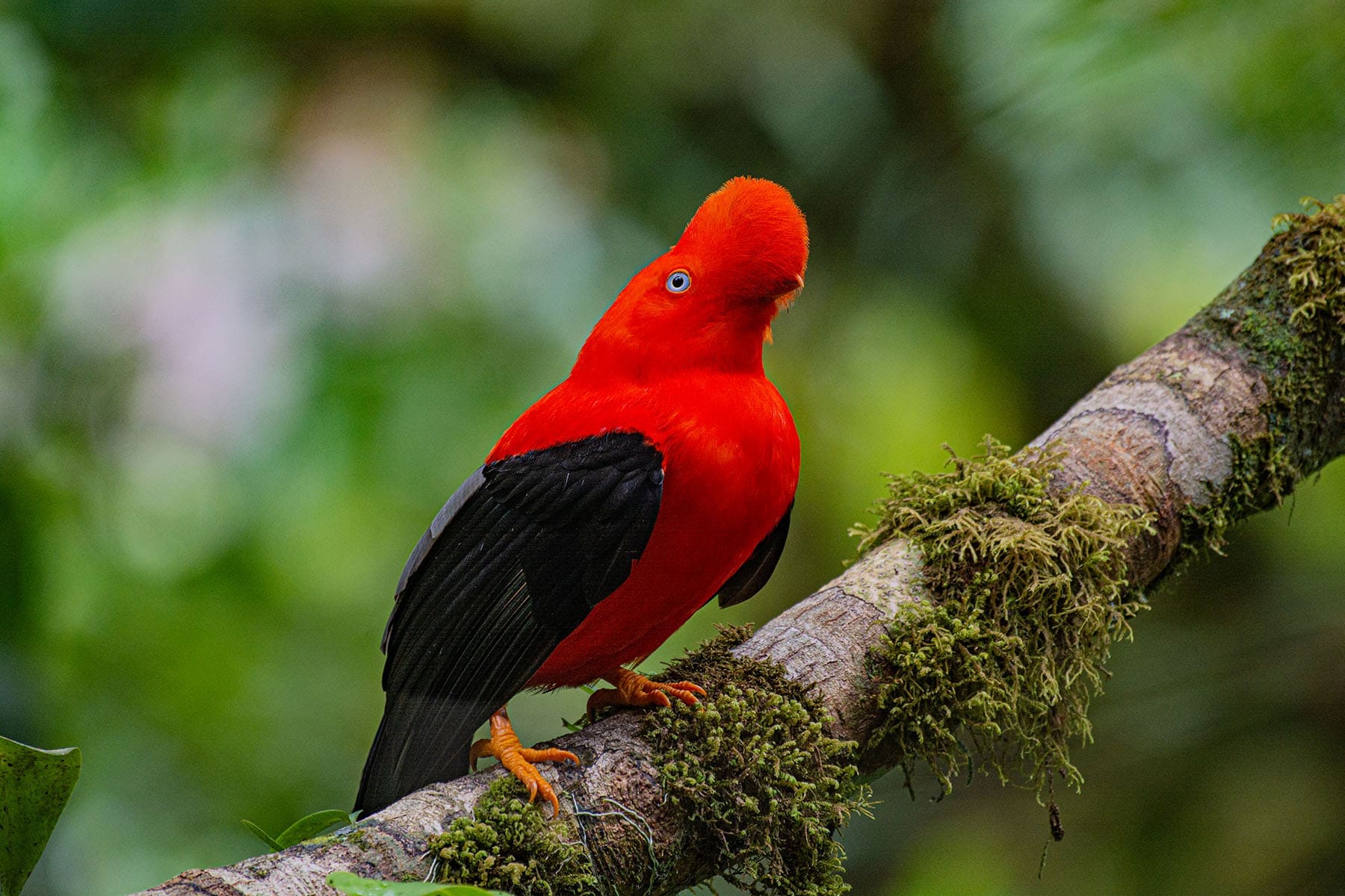 MANU CLOUD FOREST